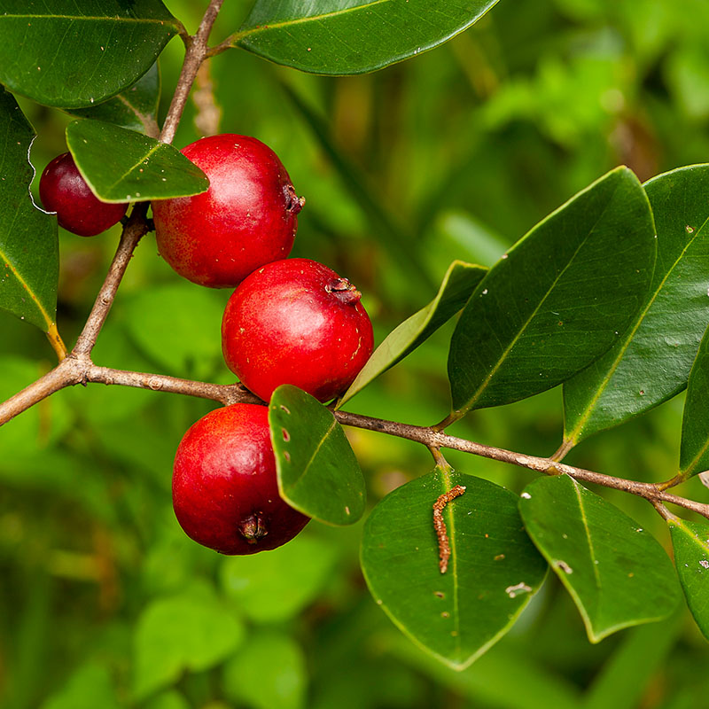 Photo of the common guava fruit.